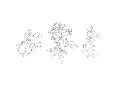 Let's create a botanical coloring book book book design botanical illustration branding coloring book design flowers illustrations line art