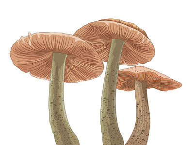 Mushrooms hongos illustración krotalon mushrooms natural vector zetas