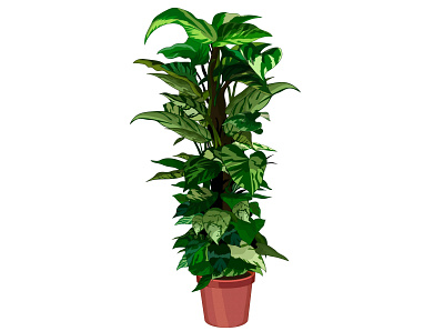 Potos shadow plant care home krotalon nature plant plant illustration planthome shadow water