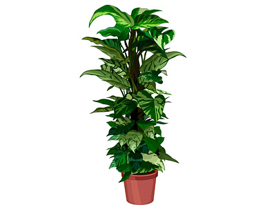 Potos shadow plant care home krotalon nature plant plant illustration planthome shadow water