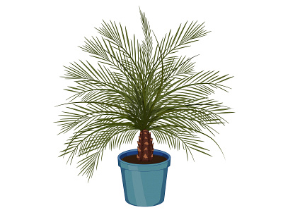 Dwarf Palmtree palm tree