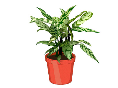 Aglaonema garden green home houseplant illustration krotalon méxico nature ornament plant vectorworks