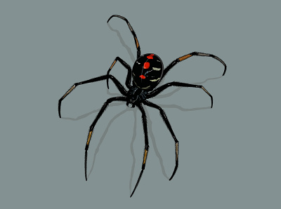 Black Widow animal black widow poison poisonous spider web