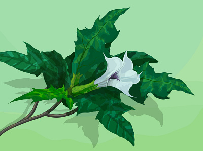 Datura stramonium datura didactic illustration digital illustration digital ink drawing flower vector illustration krotalon nature plant plant illustration stramonium stramonium