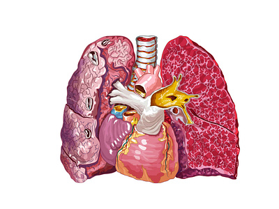 Pulmones aorta corazón corte interior corte trnasversal enfermedad grasa ilustración didactica ilustración médica ilustración vectorial ilustrator krotalon pulmones internos traquea ventrículos