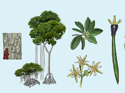 The red mangrove​​​​​​​ (Rhizophora mangle) adobe illustrator design digital ink illustration illustrator krotalon méxico natural nature plant vector