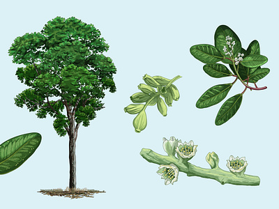 White mangrove (Laguncularia racemosa) adobe illustrator digital ink illustration krotalon mangroves méxico natural nature vector