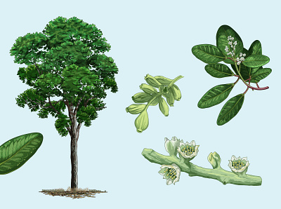 White mangrove (Laguncularia racemosa) adobe illustrator digital ink illustration krotalon mangroves méxico natural nature vector