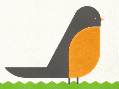 Robin bird illustration robin vector
