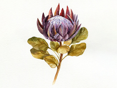 Protea. Watercolor illustration.