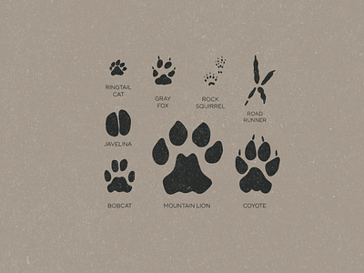 Desert Animal Tracks Illustration