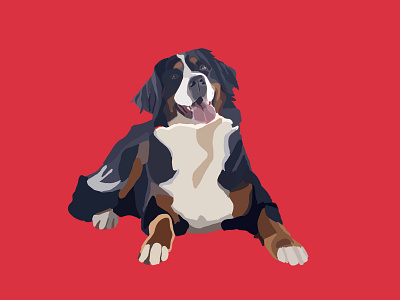 Bernese Mountain Dog adobe fresco adobe illustrator design dog dog illustration drawing illustration