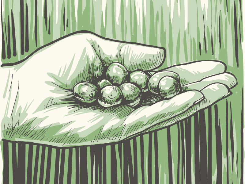 Coffee Cherries illustration coffee