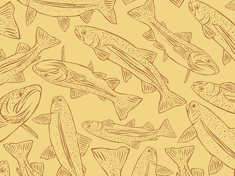 rainbow trout iPhone Wallpapers Free Download