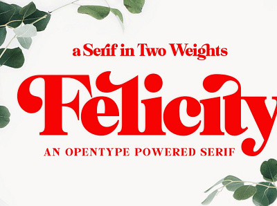 Felicity Serif Typeface creative design font font design font family fonts serif font serif font family serif fonts serif logo serif typeface