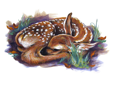 Fawn