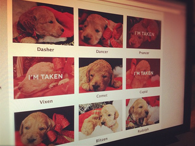 Doodle Pups christmas layout puppies puppy pups simple web design