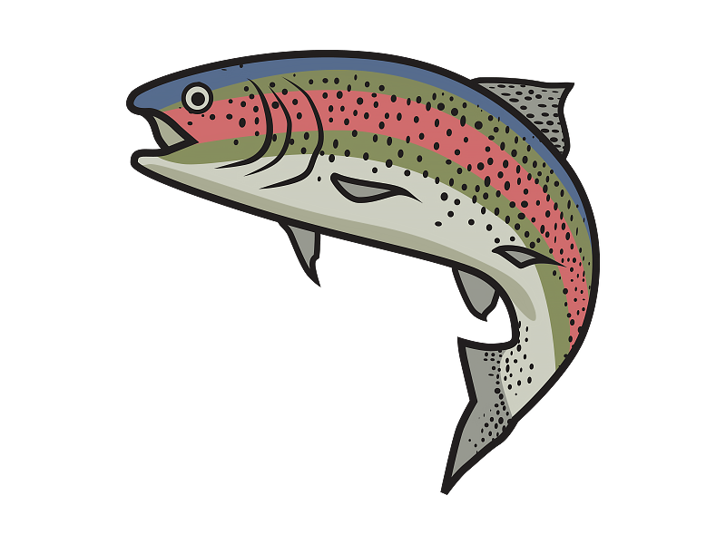 Illustration / Rainbow Trout by Gundog Creative on Dribbble