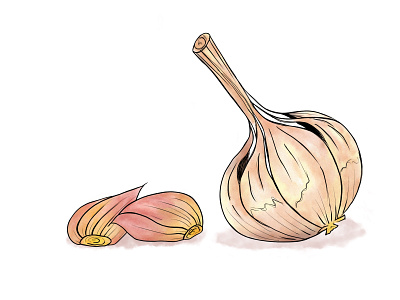 Mister Garlic digitalart foodillustration garlic illustration plain procreate procreateart vegetable watercolorlike watercolorstyle