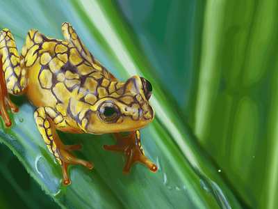 Yellow Dart Frog exotic frog jungle photoshop illustration poison realistic illustration yellow