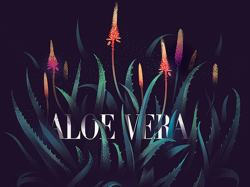 Aloe Vera 06 By Ranganath Krishnamani On Dribbble