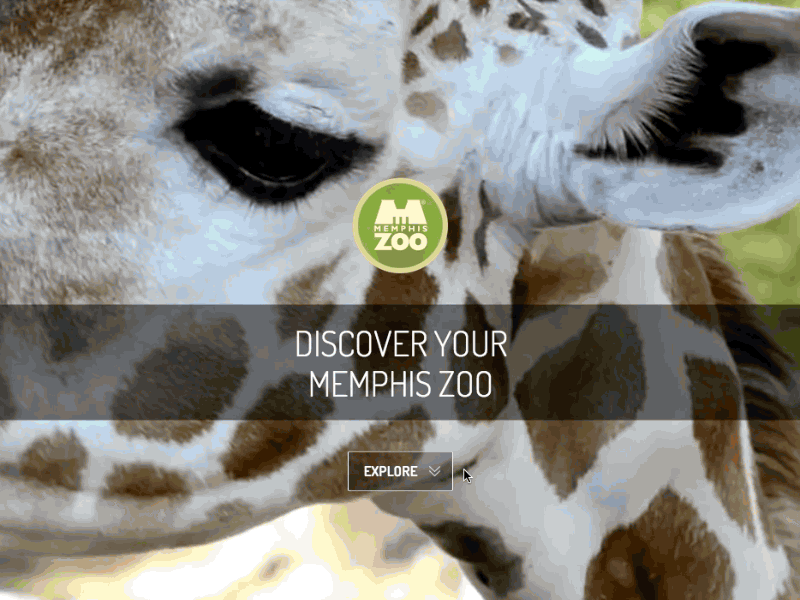 Zoo background video / jQuery scrolling background html5 jquery scroll video zoo