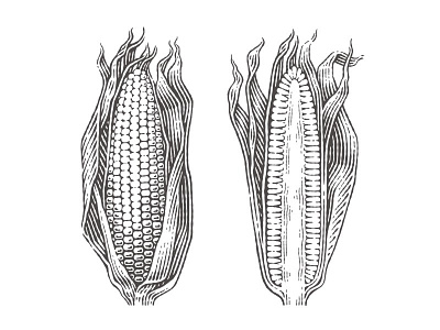 Sweet corn