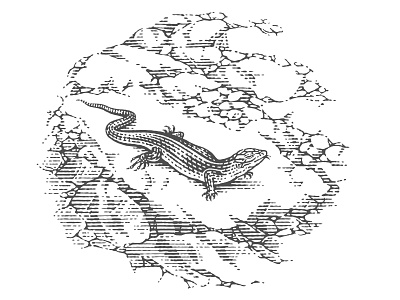 Lizard for the wine label