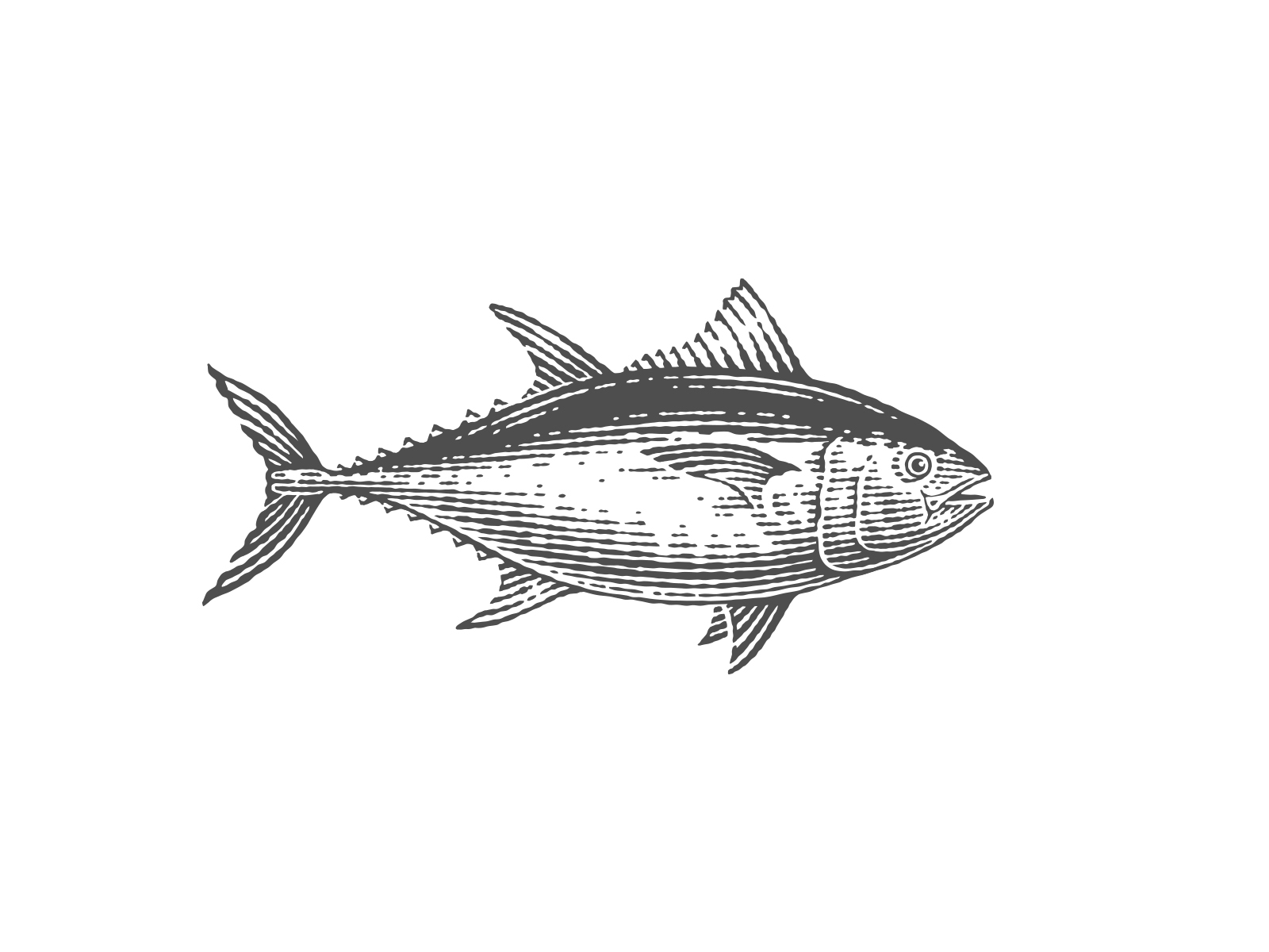 How to draw a Tuna Fish easy Step by step - YouTube
