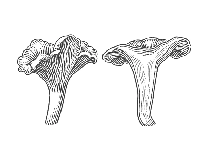 Chanterelles black and white engraving etch etched etching hand drawing line art lineart linocut pen and ink scratchboard vector engraving vintage woodcut