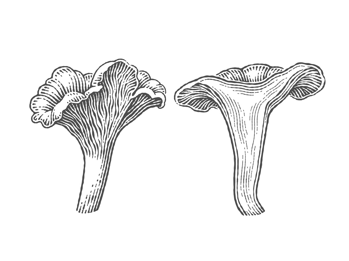 Chanterelles by Irina Trusova on Dribbble