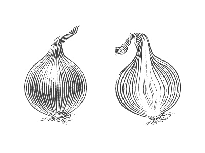 Onion engraved engraving etch etched etching food label line art lineart linocut onion pen and ink restaurant scratchboard vector engraving vintage woodcut