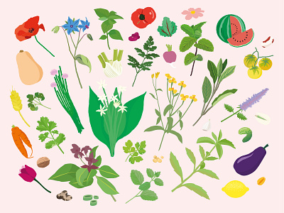Manuel du Bon Sens Cuisinier : Plants • Vegetables & Fruits book cookbook digital digital illustration editorial flowers illustration food illustration illustrator cc vector