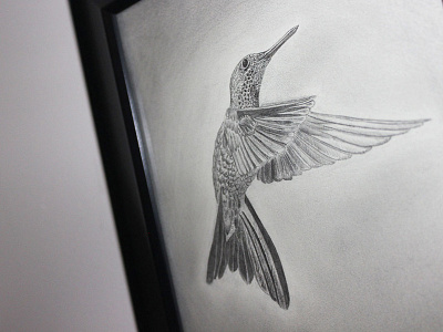 Hummingbird sketch ✏ graphite & charcoal art bird drawing fine monochrome pencil sketch