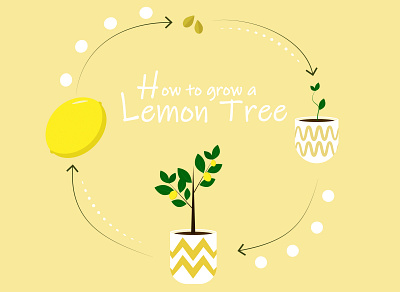 How to grow a lemon tree flat illustration minimal vector