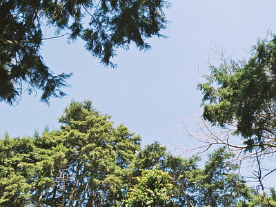 Tree and sky