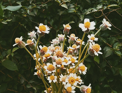 Tridax procumbens flower plant weeds