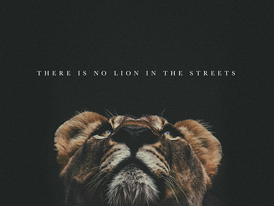 LION IN THE STREETS