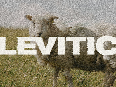 Leviticus Concept Series bible leviticus old testament series sermon sheep