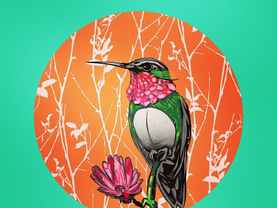 Colibrí aves colibrí colors design illustration picaflor primavera texture