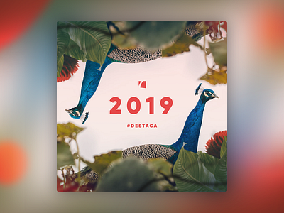 2019 Destaca - 2 2019 brand instagram living coral logo new year peacock ziete