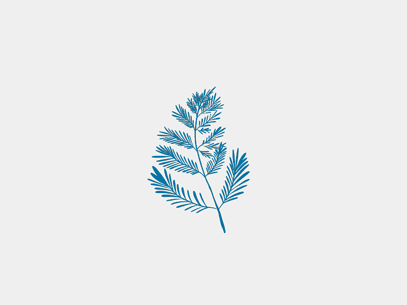 Botanical Garden Illustration Vector Set hand drawn plants organic digital graphics illustrations vectors botanicals
