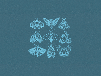 Moth Illustration branding design illustration merchandise vector