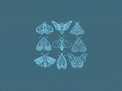 Moth Illustration