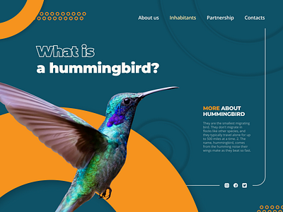 Hummingbird farm web design website