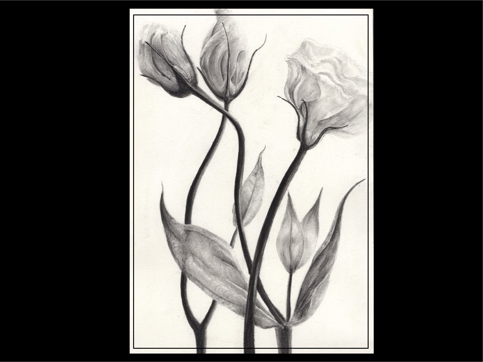 Learn to Draw Flowers at Rowayton Arts Center Workshop, Starting Feb 19 -  DarieniteDarienite