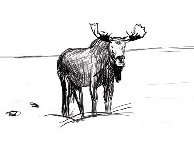 Moose Illustration illustration