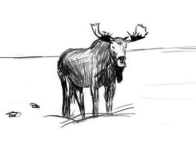 Moose Illustration
