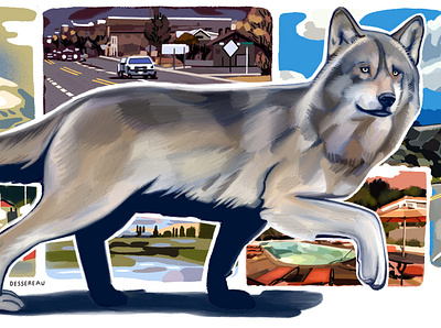 Wolf OR19 Travels Across The West Coast animal illustration editorial illustration illustration