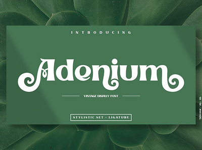 Adenium Vintage Display Font advertising branding calligraphy display font display fonts font font design fonts lettering logo retro retro font retro fonts stylistic typeface typography vintage vintage font vintage fonts vintage typeface